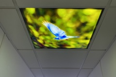 Bird Ceiling Panel